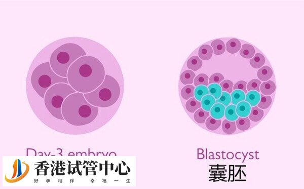 囊胚和第三天的胚胎