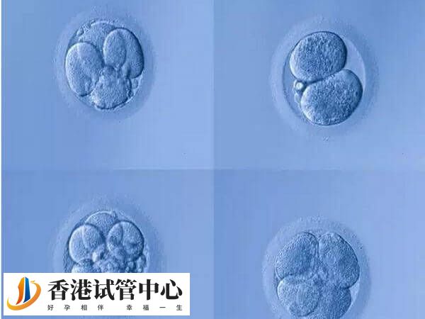 4cc等级的囊胚质量差，胚胎后移植成功率有多少呢？